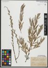 Foto von Salix repens L. x Salix viminalis L.